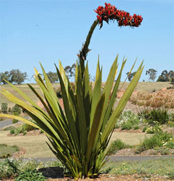 Doryanthes palmeri