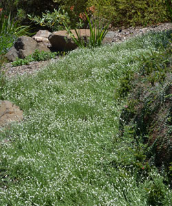 Calocephalus lacteus growth habit