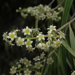 Geijera parviflora flowers