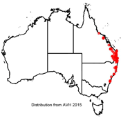 Archontophoenix cunninghamiana distribution