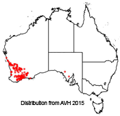 Melaleuca hamulosa distribution