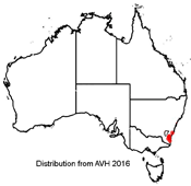 Acacia covenyi distribution