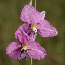 Arthropodium fimbriatum close-up APII dig 14650