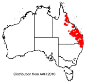 Corymbia citriodora distribution