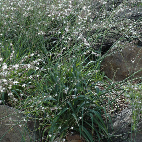 Arthropodium milleflorum APII dig 7898