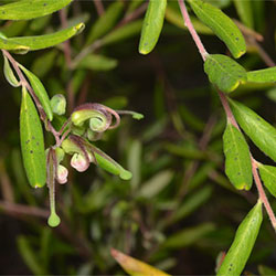 Grevillea guthrieana APII dig 34421