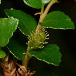 Nothofagus cunninghamii APII dig 31742