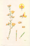 Pultenaea dentata