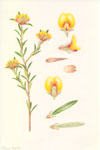 Pultenaea myrtoides