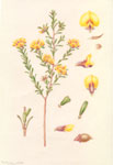 Pultenaea retusa