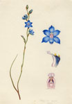 Thelymitra azurea