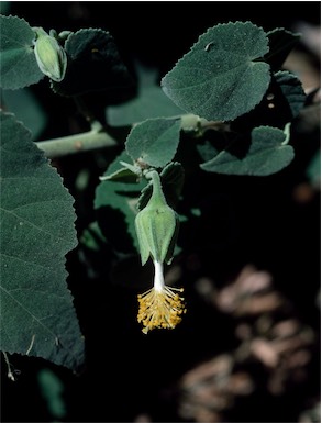 APII jpeg image of Abutilon julianae  © contact APII