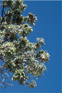 APII jpeg image of Adansonia gregorii  © contact APII