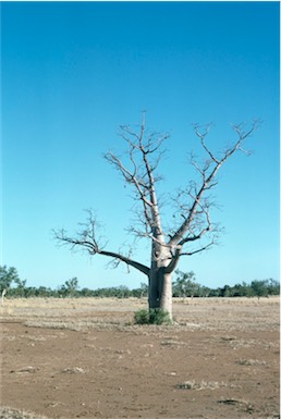 APII jpeg image of Adansonia gregorii  © contact APII