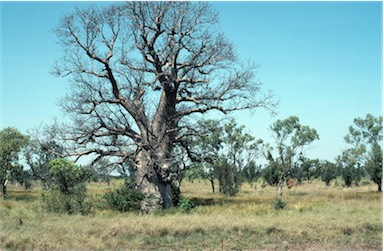 APII jpeg image of Adansonia gregorii  © contact APII