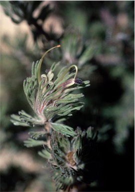 APII jpeg image of Adenanthos velutinus  © contact APII