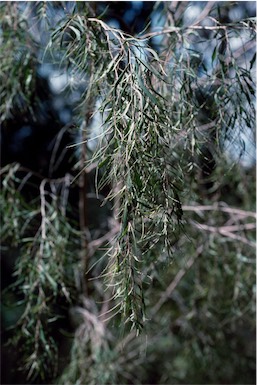 APII jpeg image of Agonis flexuosa 'Fairy Foliage'  © contact APII