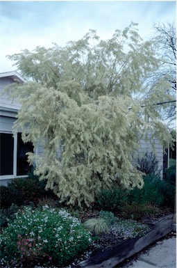 APII jpeg image of Agonis flexuosa 'Pied Piper'  © contact APII