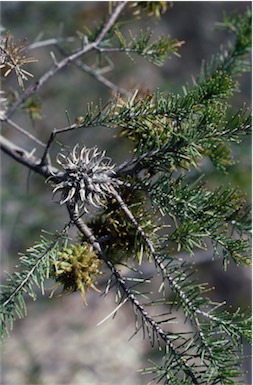 APII jpeg image of Allocasuarina thuyoides  © contact APII