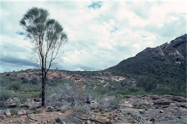 APII jpeg image of Allocasuarina huegeliana  © contact APII