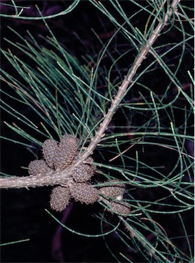 APII jpeg image of Allocasuarina paludosa  © contact APII