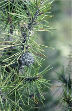 APII jpeg image of Allocasuarina pinaster  © contact APII