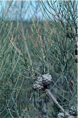 APII jpeg image of Allocasuarina pusilla  © contact APII