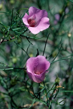 APII jpeg image of Alyogyne hakeifolia  © contact APII