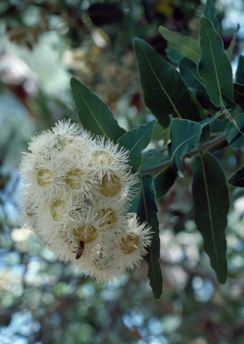 APII jpeg image of Angophora hispida  © contact APII