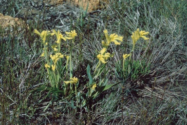 APII jpeg image of Anigozanthos humilis  © contact APII