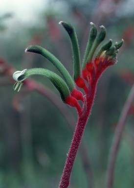 APII jpeg image of Anigozanthos manglesii  © contact APII