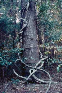 APII jpeg image of Araucaria cunninghamii  © contact APII