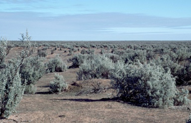 APII jpeg image of Atriplex vesicaria  © contact APII