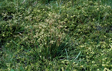 APII jpeg image of Aciphylla simplicifolia  © contact APII