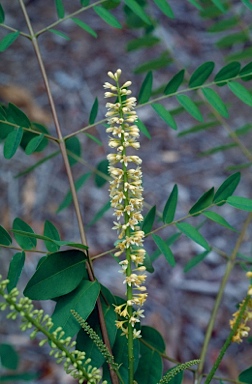 APII jpeg image of Adenanthera abrosperma  © contact APII