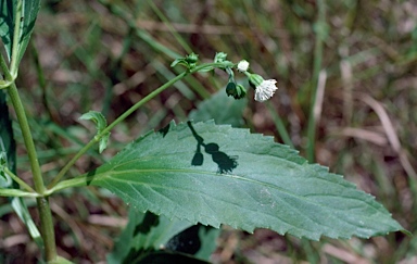 APII jpeg image of Adenostemma lavenia var. lanceolatum  © contact APII