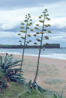 APII jpeg image of Agave americana  © contact APII