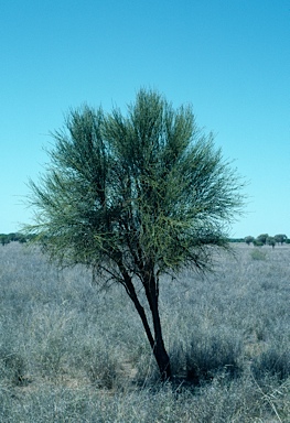 APII jpeg image of Capparis anomala  © contact APII