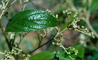 APII jpeg image of Argophyllum lejourdanii  © contact APII