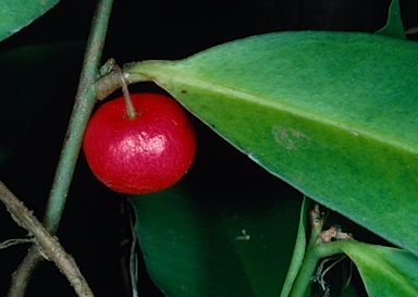 APII jpeg image of Ardisia brevipedata  © contact APII