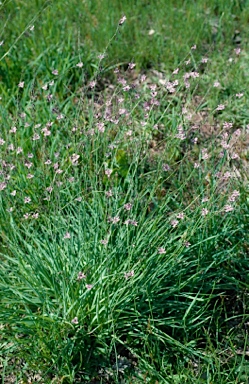 APII jpeg image of Arthropodium milleflorum  © contact APII