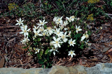 APII jpeg image of Clematis gentianoides  © contact APII