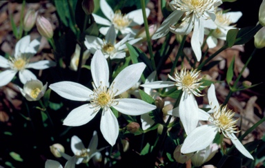 APII jpeg image of Clematis gentianoides  © contact APII