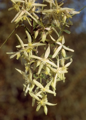 APII jpeg image of Clematis microphylla  © contact APII