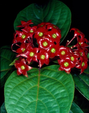 APII jpeg image of Clerodendrum costatum  © contact APII