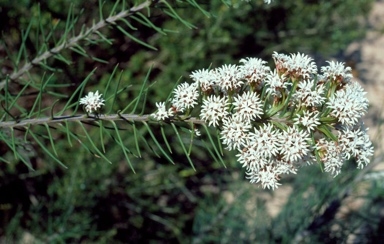 APII jpeg image of Conospermum acerosum  © contact APII