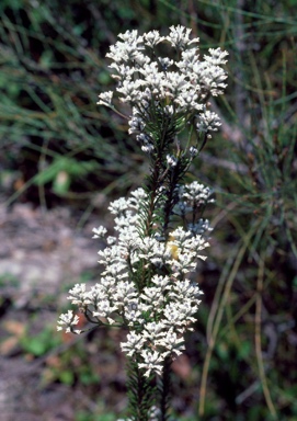 APII jpeg image of Conospermum taxifolium  © contact APII