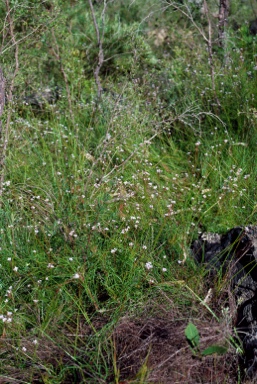 APII jpeg image of Conospermum tenuifolium  © contact APII