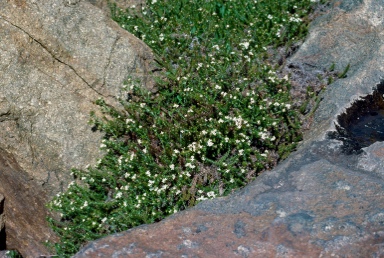 APII jpeg image of Asperula scoparia f. scoparia  © contact APII