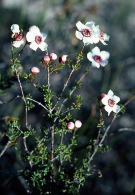 APII jpeg image of Baeckea grandiflora  © contact APII